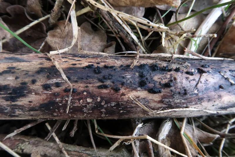 Anthostoma gastrinum 1 - IMG_2842